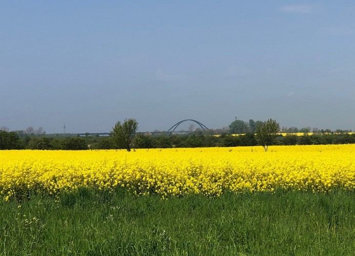 Rapsblüte am Fehmarnsund
